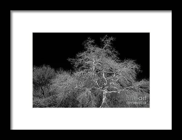 Photograph Framed Print featuring the photograph Element of Purity by Vicki Pelham