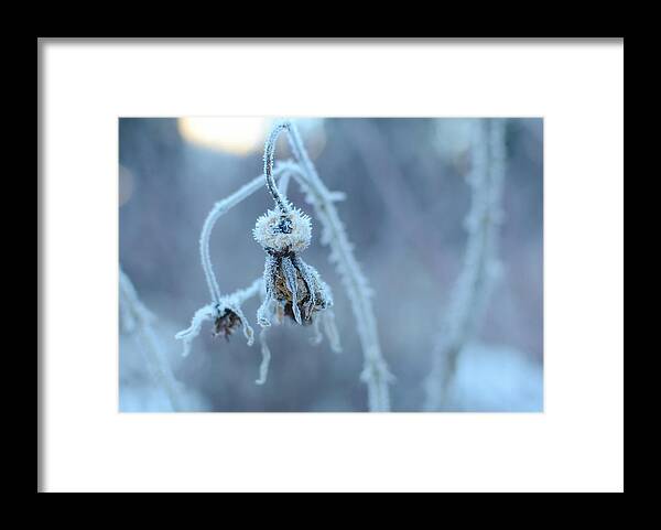 Winter Foliage Framed Print featuring the photograph Elements Of Nature by Fraida Gutovich