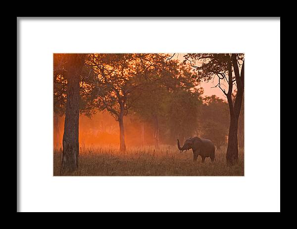 Africa Framed Print featuring the photograph Elephant at sunset by Johan Elzenga