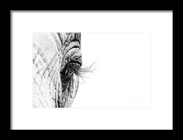 Elephant Framed Print featuring the photograph Elephant eye by Jane Rix