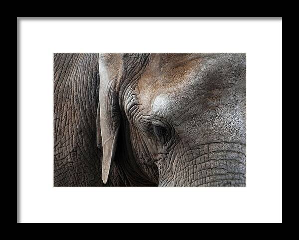 Elephant Framed Print featuring the photograph Elephant Eye by Lorraine Devon Wilke