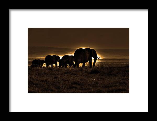 Elephant Framed Print featuring the photograph Elephant Herd On The Masai Mara by Aidan Moran