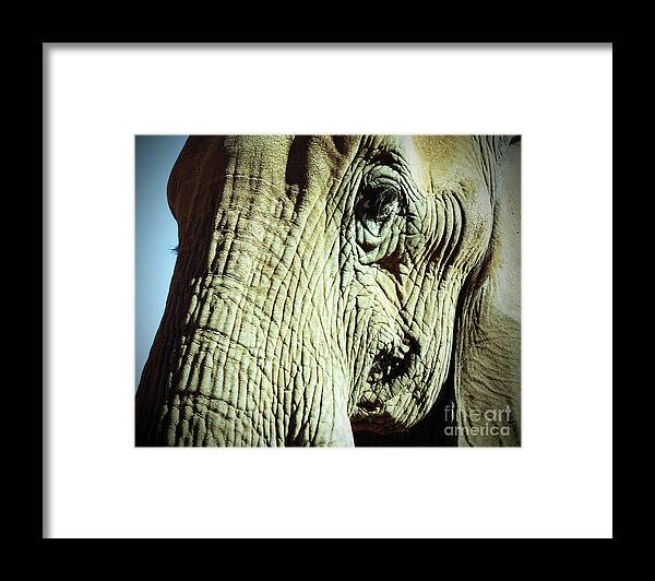 Elephant Framed Print featuring the photograph Elephant by Kelly Holm