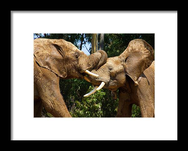 Elephant Framed Print featuring the photograph Elephant Play 2 by Anthony Jones