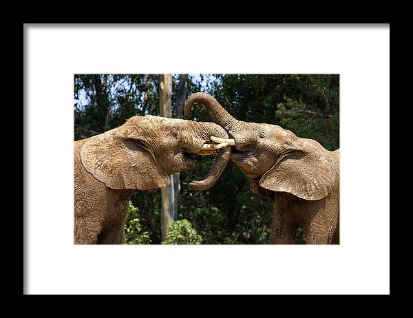 Playing Framed Print featuring the photograph Elephant Play by Anthony Jones