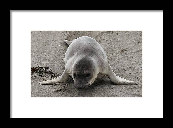 Elephant Seal Framed Print featuring the photograph Elephant Seal - 3 by Christy Pooschke