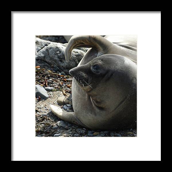 Elephant Seals Framed Print featuring the photograph Elephant Seal by Ernest Echols