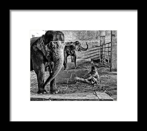 Elephant Framed Print featuring the photograph Elephant Training by M G Whittingham