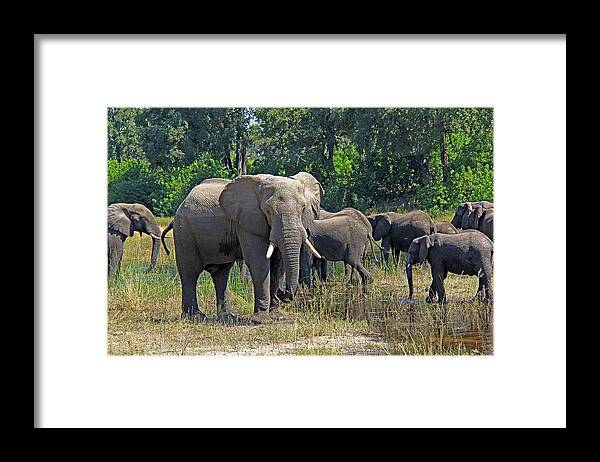Elephant Framed Print featuring the photograph Elephants 3 by Richard Krebs