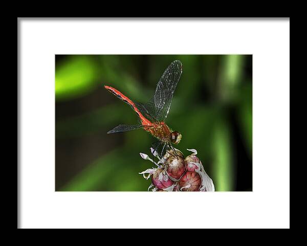 Dragonfly Framed Print featuring the photograph Eliza Skimmer by Gary Shepard