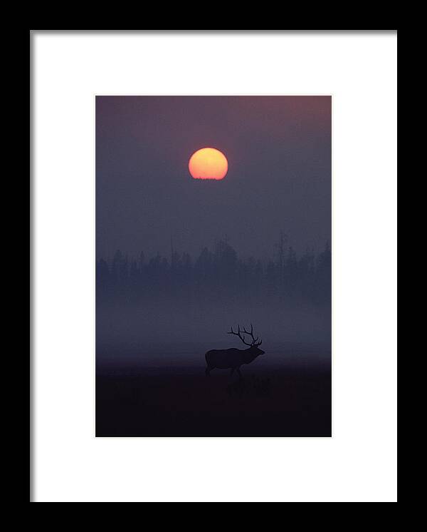 Mp Framed Print featuring the photograph Elk Cervus Elaphus Silhouetted And Sun by Michael Quinton