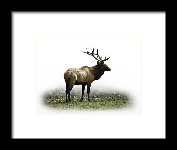 Elk Framed Print featuring the photograph Elk III by Debra and Dave Vanderlaan
