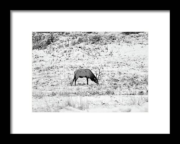Elks Framed Print featuring the photograph Elk in Black and White - Estes Park by Angie Tirado