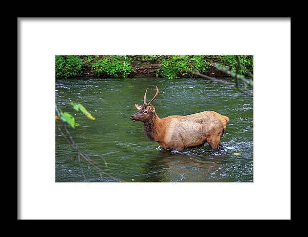 Elk Framed Print featuring the photograph Elk in the Stream 2 by Tim Stanley