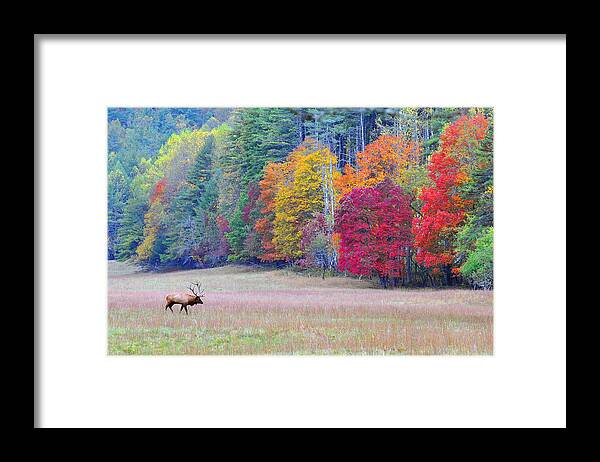 Mammal Framed Print featuring the photograph Elk in the Valley by Alan Lenk