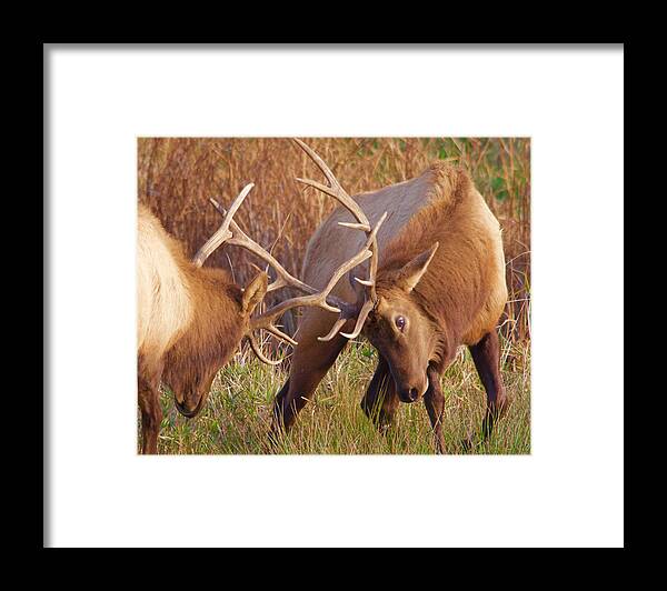 Elk Framed Print featuring the photograph Elk Tussle by Todd Kreuter