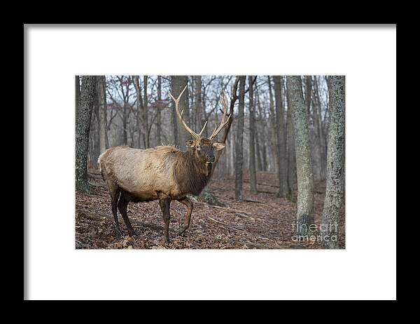 Bull Framed Print featuring the photograph Elk Up Close by Andrea Silies