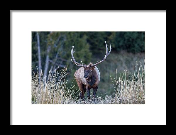 Elk Framed Print featuring the photograph Elk walking by Paul Freidlund