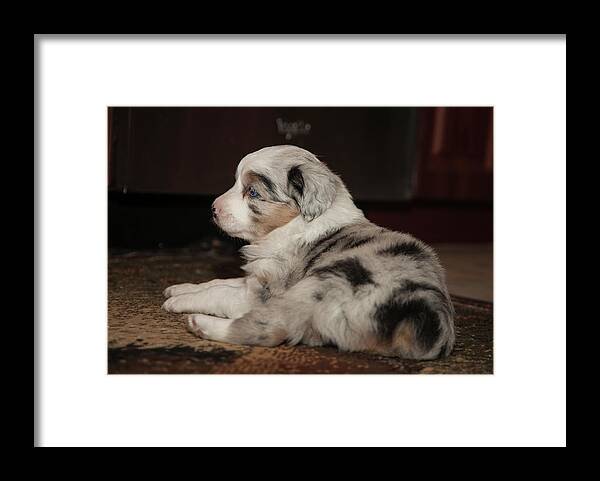 Puppy Framed Print featuring the photograph Elwood by Keith Lovejoy