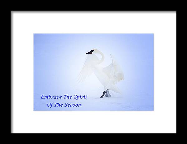 Swan Framed Print featuring the photograph Embrace The Spirit Of The Season by Gary Hall