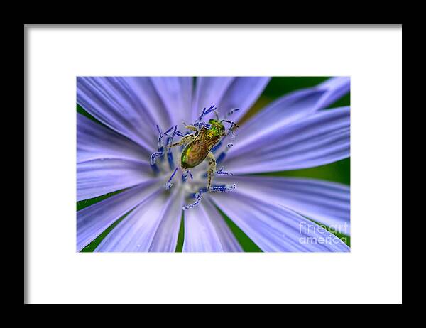 Macro Photography Framed Print featuring the photograph Embraced by Kerri Farley