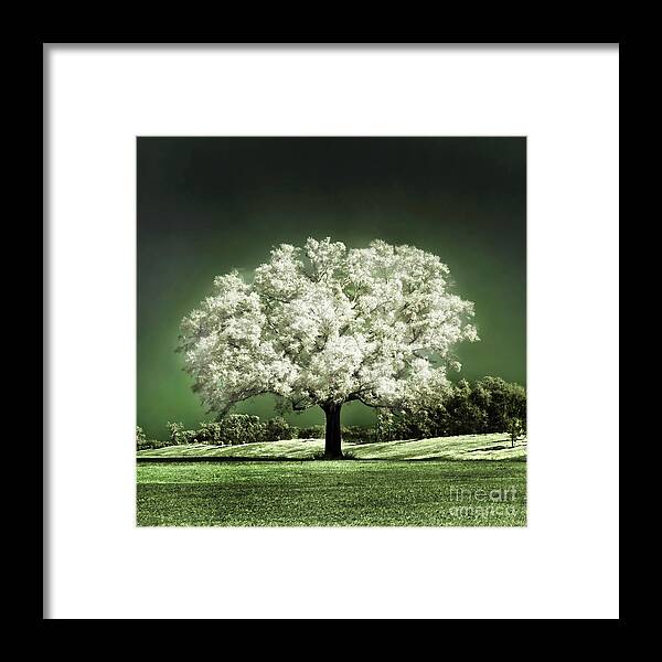 Baby Oak Tree Emerald Meadow Hugo Cruz Infrared Ir Fine Art Photography Infra Red Glowing Magical Ethereal Life Passion Nature Green Grass Jade Magnolia Cherry Blossom Framed Print featuring the photograph Emerald Meadow square by Hugo Cruz