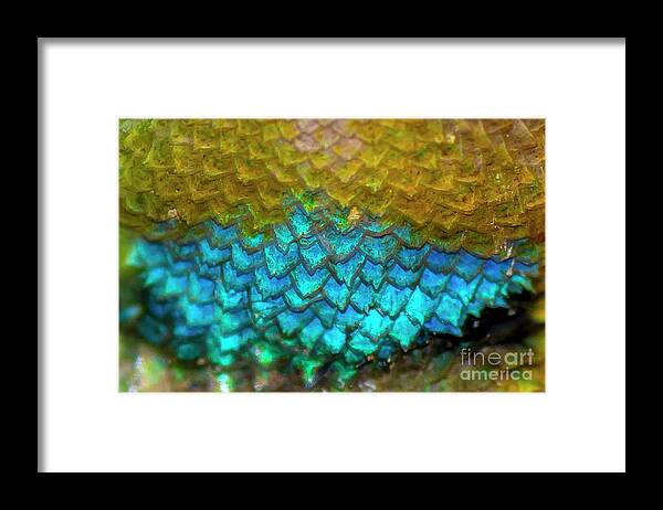 Black Framed Print featuring the photograph Emerald Throat by Shawn Jeffries