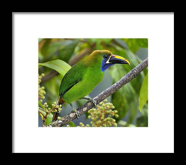 Emerald Toucanet Framed Print featuring the photograph Emerald Toucanet by Tony Beck