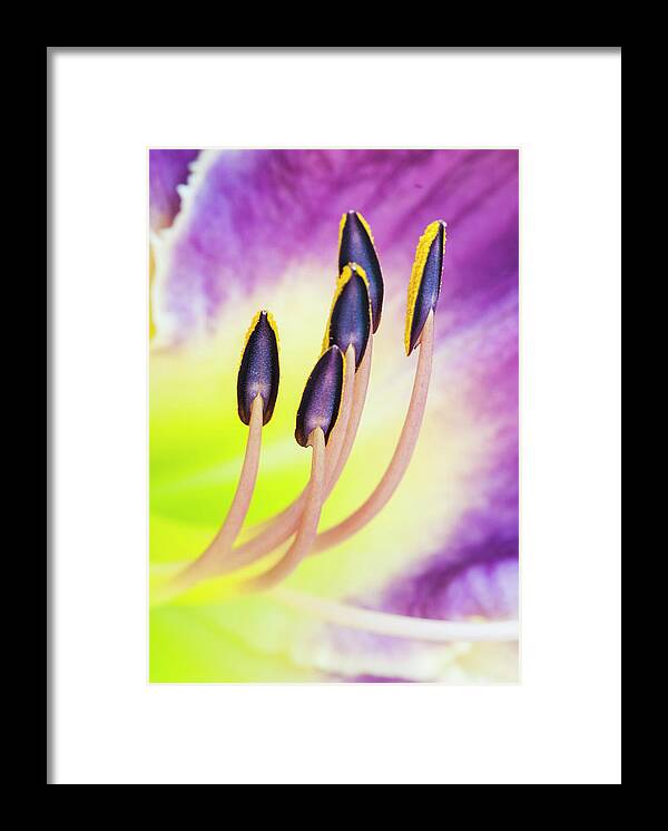 Daylily Framed Print featuring the photograph Emerging from fire. by Usha Peddamatham