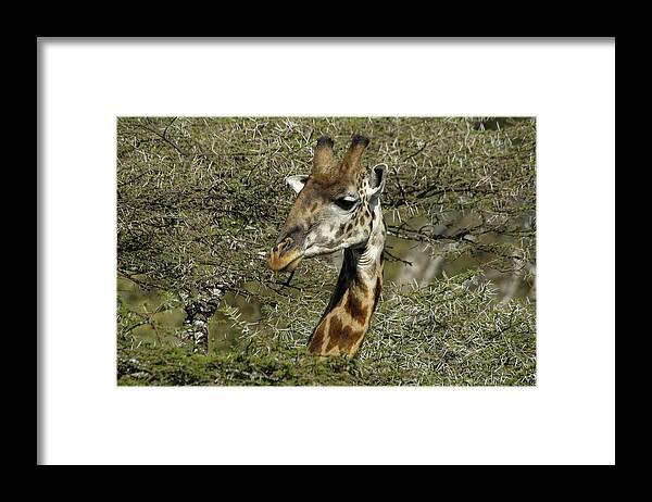 Africa Framed Print featuring the photograph Emerging From the Thorns by Michele Burgess