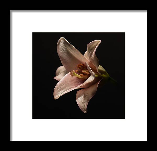 Lilly Framed Print featuring the photograph Emerging Lilly by Len Romanick