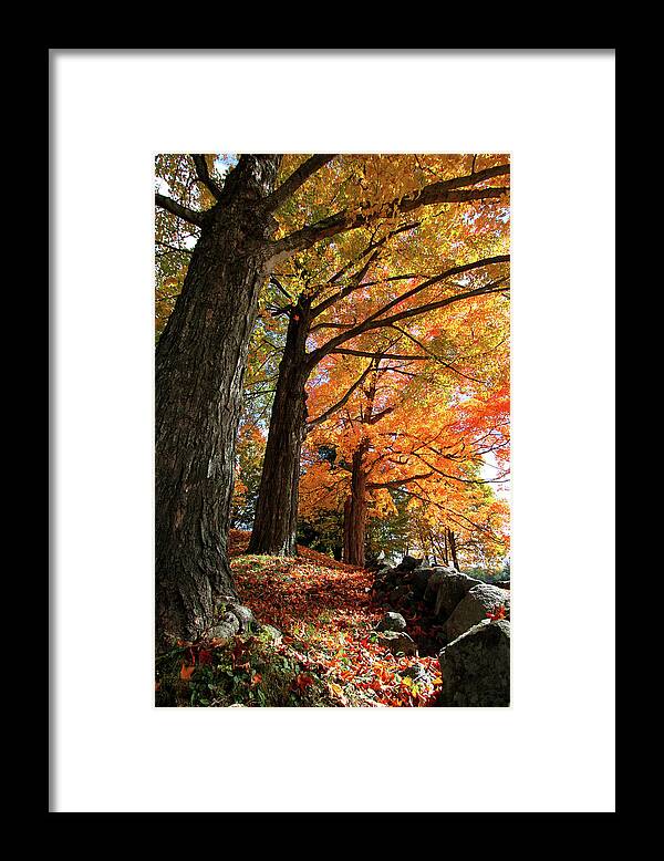 Photography Framed Print featuring the photograph Emery Farm Trees Fall Foliage by Brett Pelletier