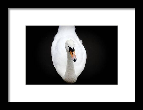 Ireland Framed Print featuring the photograph Swan At Emo Court by Sublime Ireland