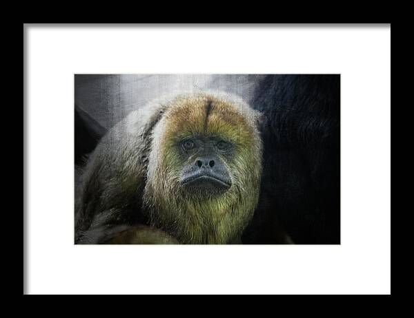 Howler Monkey Framed Print featuring the photograph What a Face #1 by Karol Livote