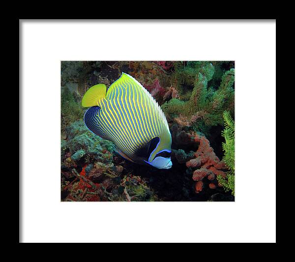 Emperor Angelfish Framed Print featuring the photograph Emperor Angelfish, Indonesia by Pauline Walsh Jacobson