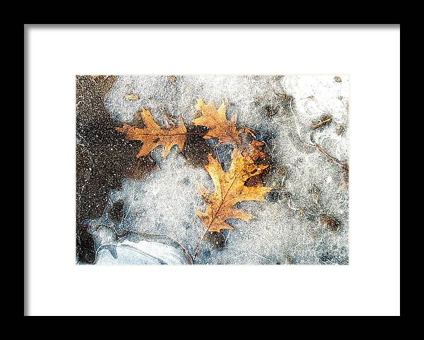 Nature Framed Print featuring the photograph Encapsulated by Jim Simak