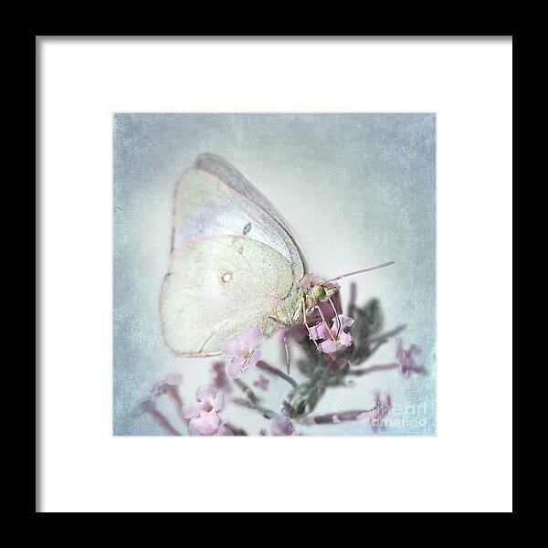 Clouded Sulphur Butterfly Framed Print featuring the photograph Enchanted by Betty LaRue