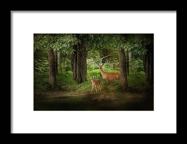 Deer Print Framed Print featuring the photograph Enchanted Forest Deer Print by Gwen Gibson