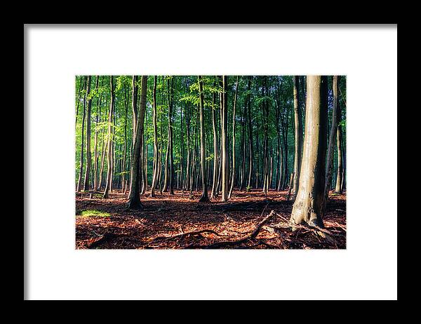 Europe Framed Print featuring the photograph Enchanted forest by Dmytro Korol