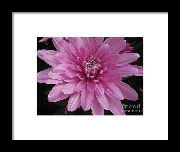 Chrysanthemum Framed Print featuring the photograph Enchanting Pink by Lingfai Leung