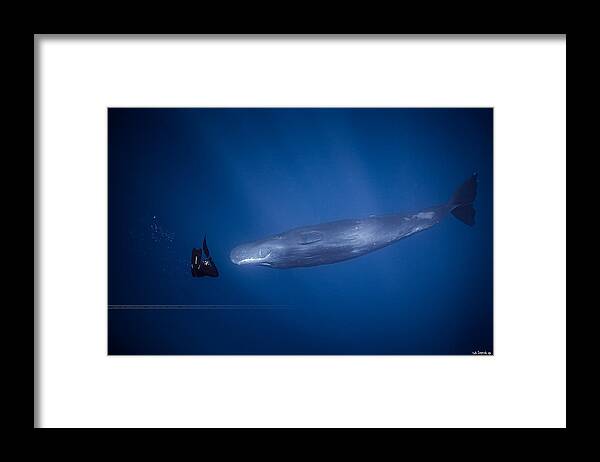 Whale Framed Print featuring the photograph Encounter With Sperm Whales. by Seb