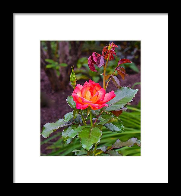 Rose Framed Print featuring the photograph End of August Summer Promise Rose by Janis Senungetuk