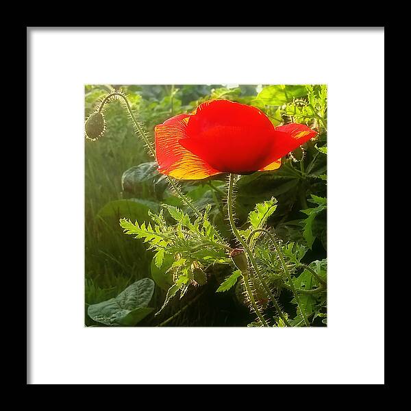 Poppy Framed Print featuring the photograph Red Poppy at Sunset by Amanda Smith