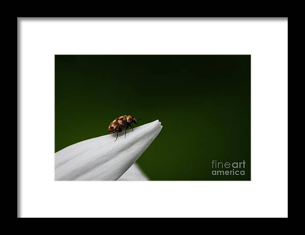 Bug Framed Print featuring the photograph End of the Road by Andrea Silies