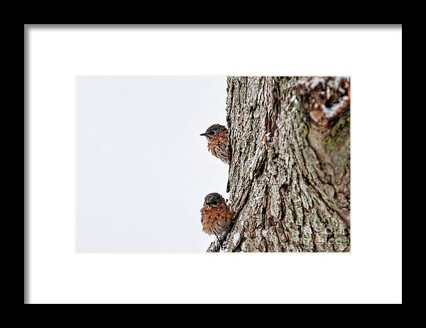 Birds Framed Print featuring the photograph End of Winter by David Arment