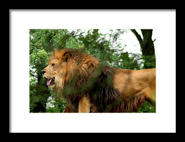 Lion Framed Print featuring the photograph Endless Pride by ShadowWalker RavenEyes Dibler