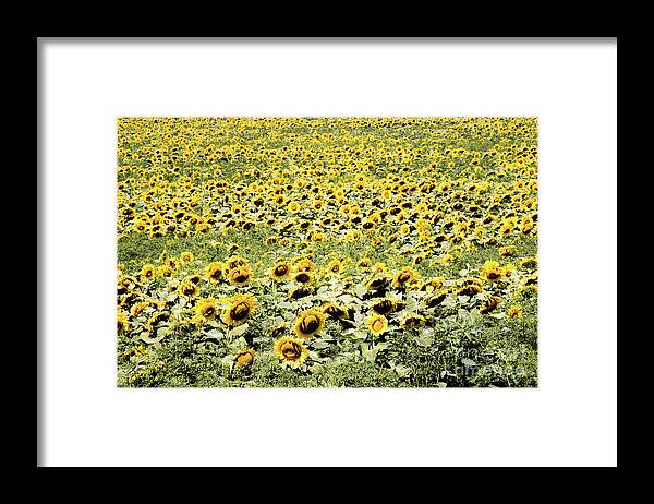 Endless Sunflowers Framed Print featuring the photograph Endless Sunflowers by Jim DeLillo
