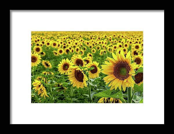 Sunflower Framed Print featuring the photograph Endless Sunflowers by Rod Best