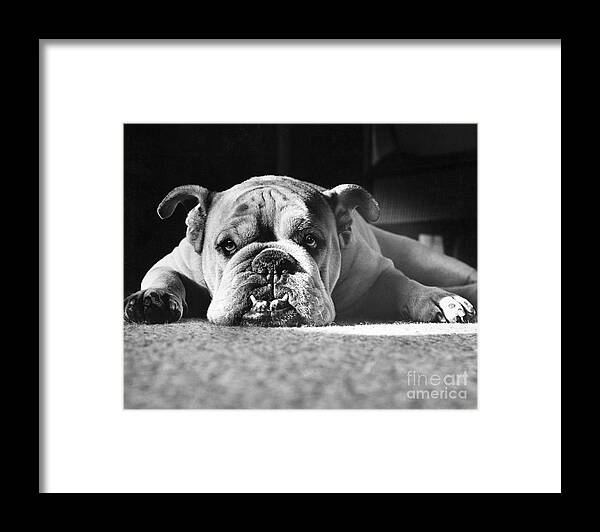 Animal Framed Print featuring the photograph English Bulldog by M E Browning and Photo Researchers