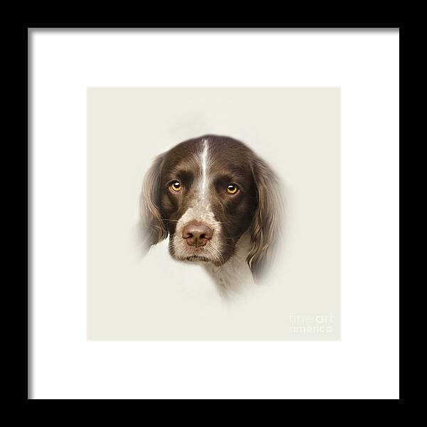 Dog Framed Print featuring the photograph English Springer Spaniel by Linsey Williams